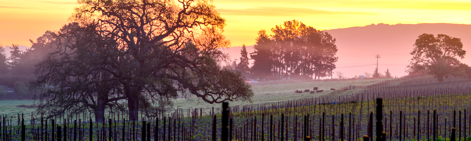 Banner image of Sebastopol