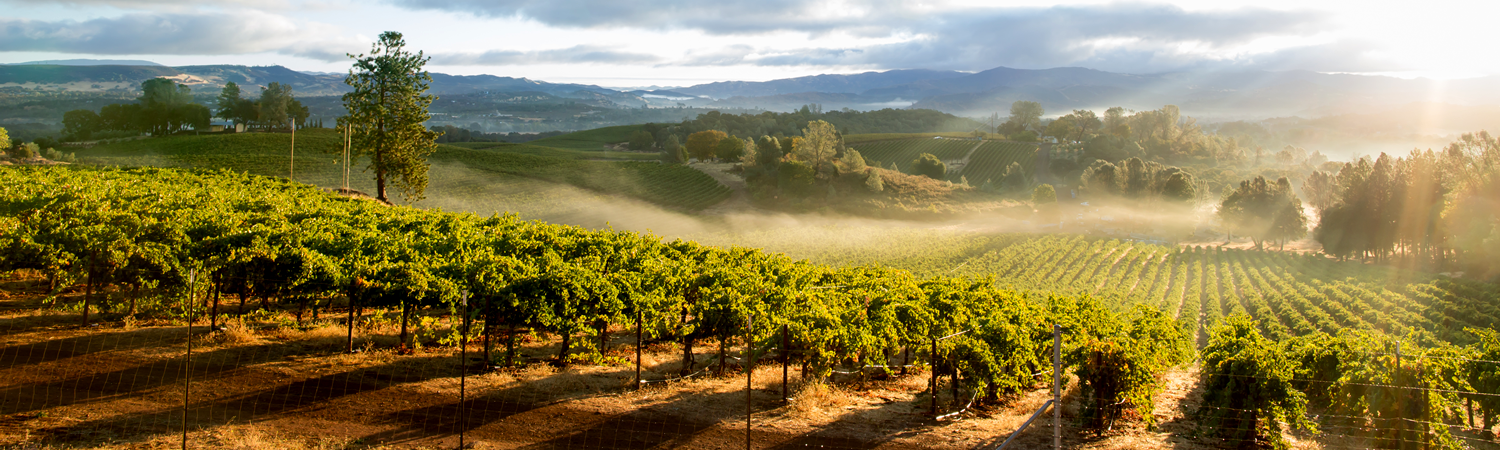 Banner image of Sonoma